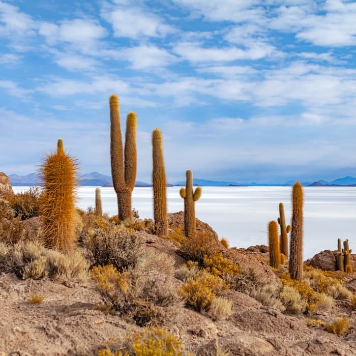 Cactus gigantes en la Isla Incahuasi, sobre el Salar de Uyuni